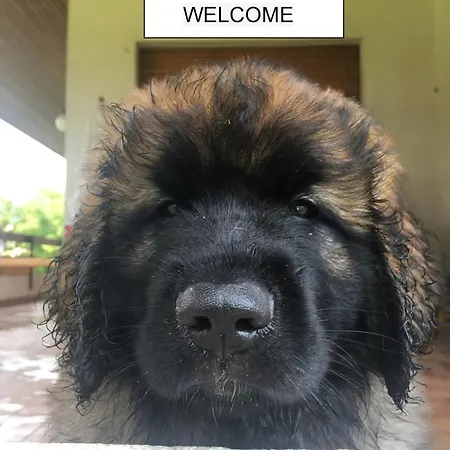 Apartment La Mansarda *